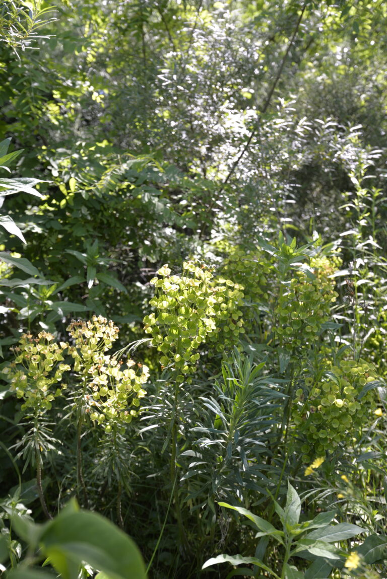 natuurlijke tuin voorbeeld Bloeiwijs eigen tuinontwerp en tuinaanleg