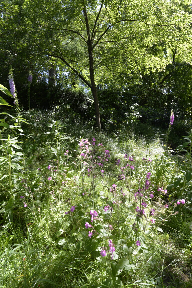 natuurlijke tuin voorbeeld Bloeiwijs eigen tuinontwerp en tuinaanleg