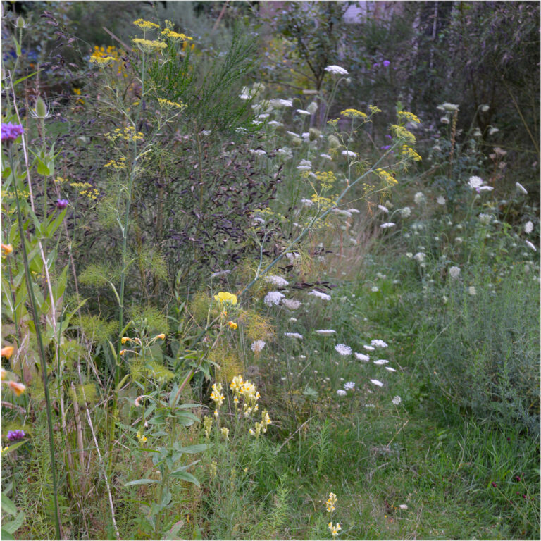 natuurlijke tuin voorbeeld Bloeiwijs eigen tuinontwerp en tuinaanleg