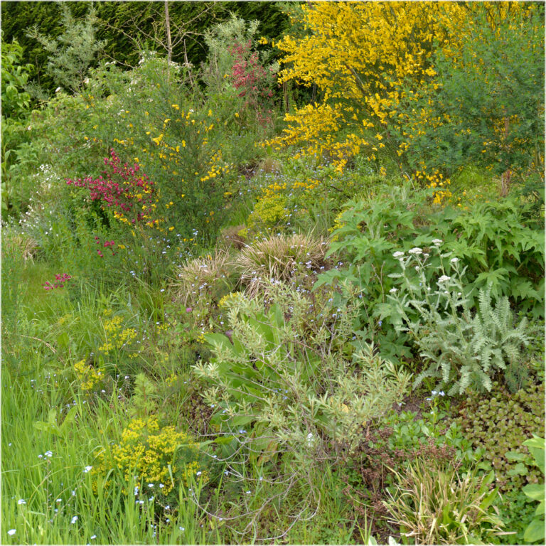 natuurlijke tuin voorbeeld Bloeiwijs eigen tuinontwerp en tuinaanleg