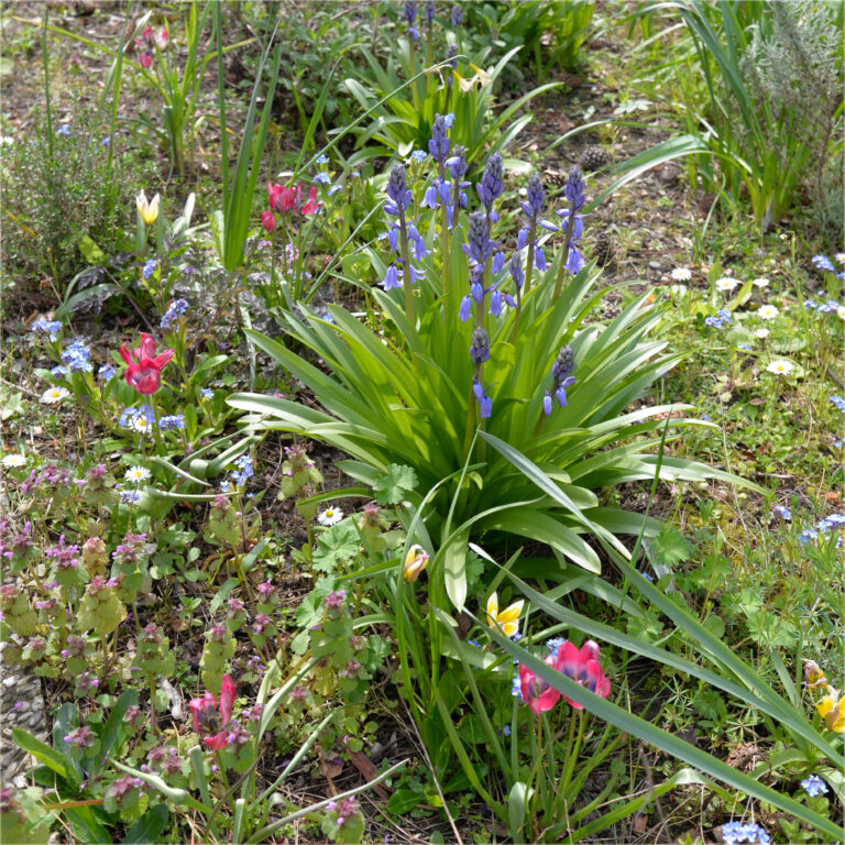 natuurlijke tuin voorbeeld Bloeiwijs eigen tuinontwerp en tuinaanleg