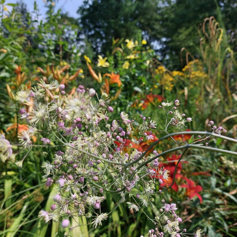 Bloeiwijs natuurlijke tuin eigen tuinontwerp en tuinaanleg voorbeeld
